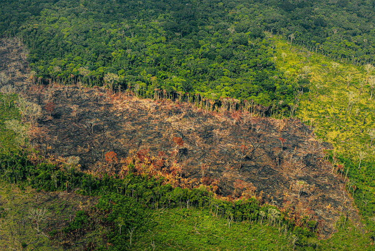 El 5 de abril de 2018, la Corte Suprema de Justicia declaró a la Amazonía como sujeto de derechos. Foto: Rodrigo Botero
