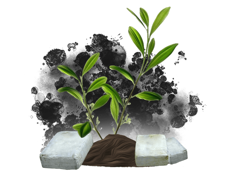 La prevalencia del cultivo de coca para su uso ilícito