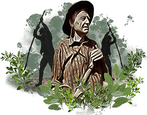 Desafios de la sustitución de la coca